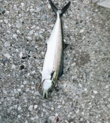 ライトショアジギングのちワインド