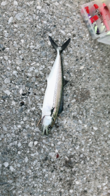 ライトショアジギングのちワインド