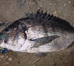 高活性チニング