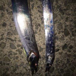 釣れてると情報を見て！