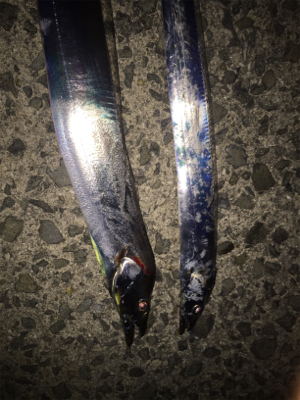 釣れてると情報を見て！