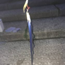 夏タチウオ調査