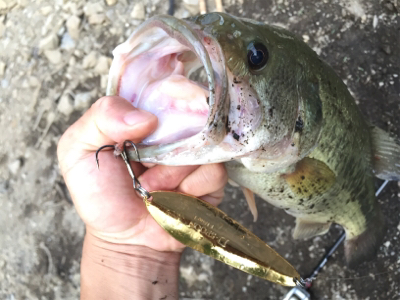 まさかのルアーで!