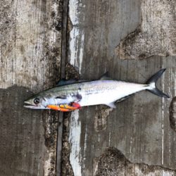 キバ族のシーズン