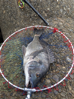 魚の活性が高い！