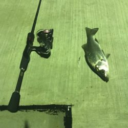 シーバス、アジ