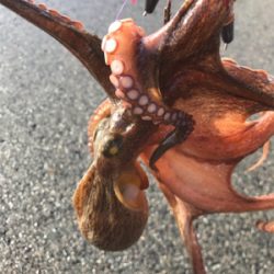 なんとか、釣れた。