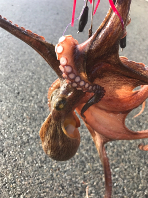 なんとか、釣れた。