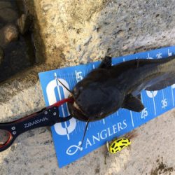 今日もデイナマ