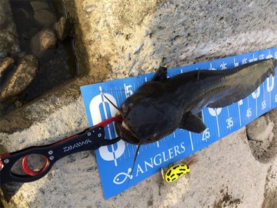 今日もデイナマ