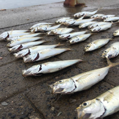 大阪奥湾サビキ 朝のシーサイドコスモでアジ…