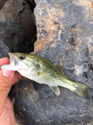 午前中短期間釣行！