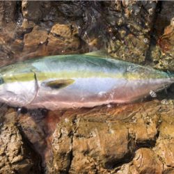 またブリが来たよ