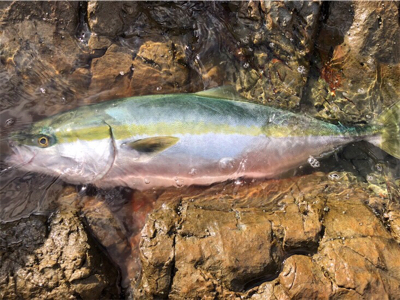 またブリが来たよ