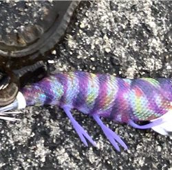 久しぶりのアオリイカ