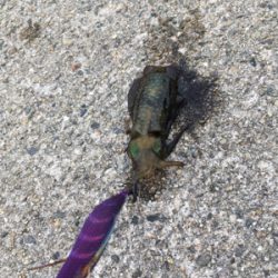 エギングで新子