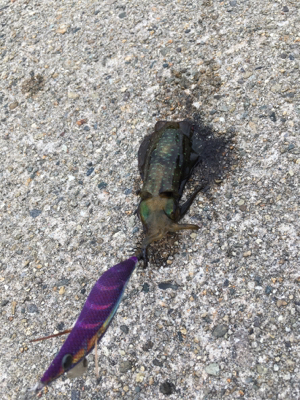 エギングで新子