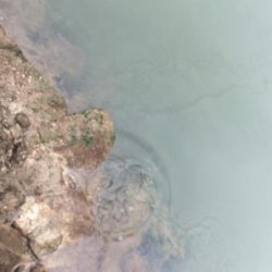 かっとんできた！