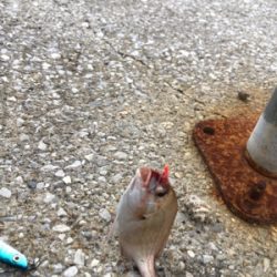 ジグサビキのちワインドからの花火