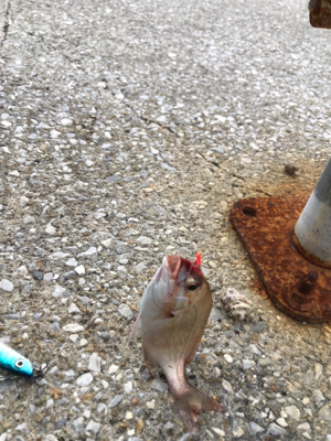 ジグサビキのちワインドからの花火
