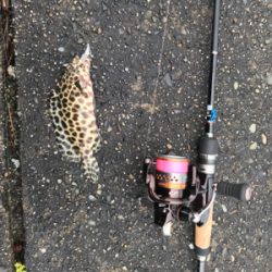 エギング・ライトワインド