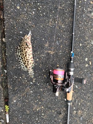 エギング・ライトワインド