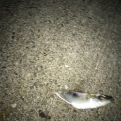 アジングでデート！