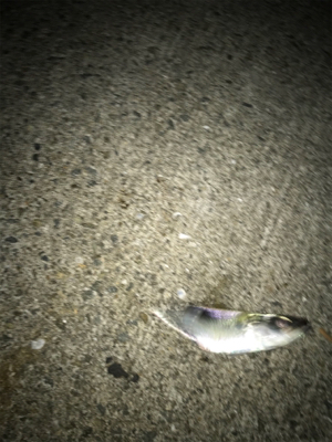 アジングでデート！