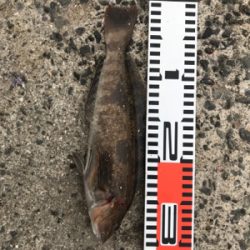 太刀魚はまだまだ小さい