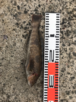 太刀魚はまだまだ小さい