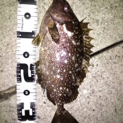 アジングでチヌ