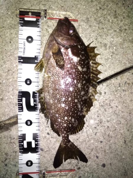 アジングでチヌ