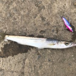 爆風の中、タチウオカマス！