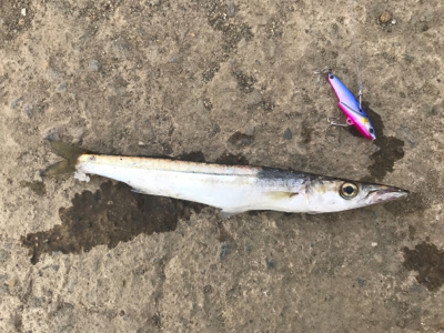 爆風の中、タチウオカマス！