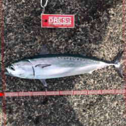 ショアジギング