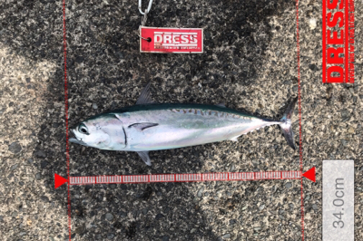 ショアジギング