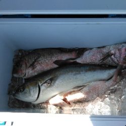 またまた海上釣堀オーパ！