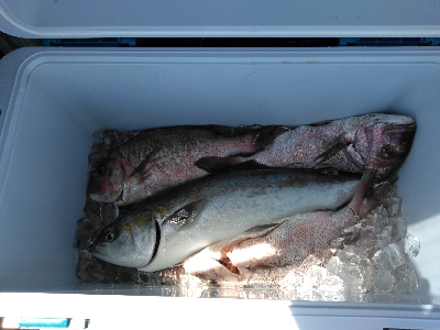 またまた海上釣堀オーパ！