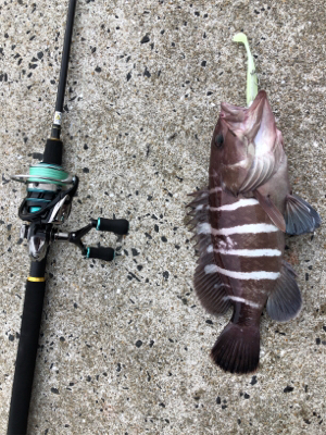 ヒラメを釣りたい