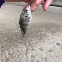 キス狙い in 浜の宮