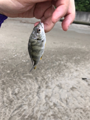 キス狙い in 浜の宮