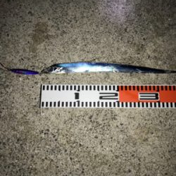 太刀魚連チャン