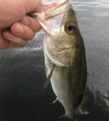 足元シーバスと…