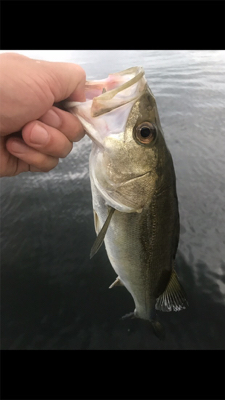 足元シーバスと…