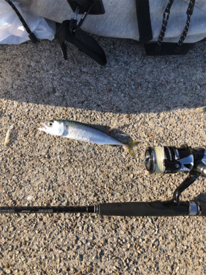 ルアーでサバ祭り！！！