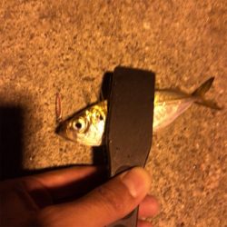 ナイトアジング2