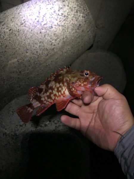 アジングでタチウオ