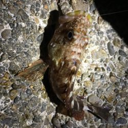 ケンサキ調査 結局ガシリング