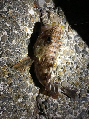 ケンサキ調査 結局ガシリング