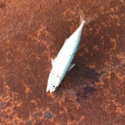 小サバ中サバ無限